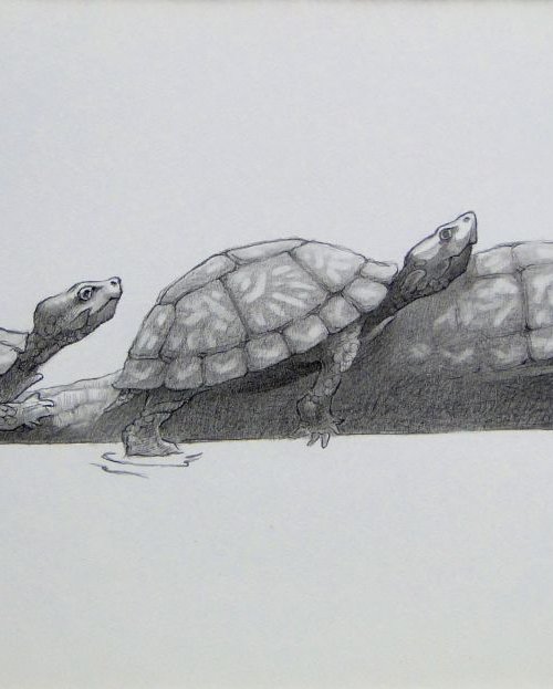 Three Turtles On A Log by Rick Paller