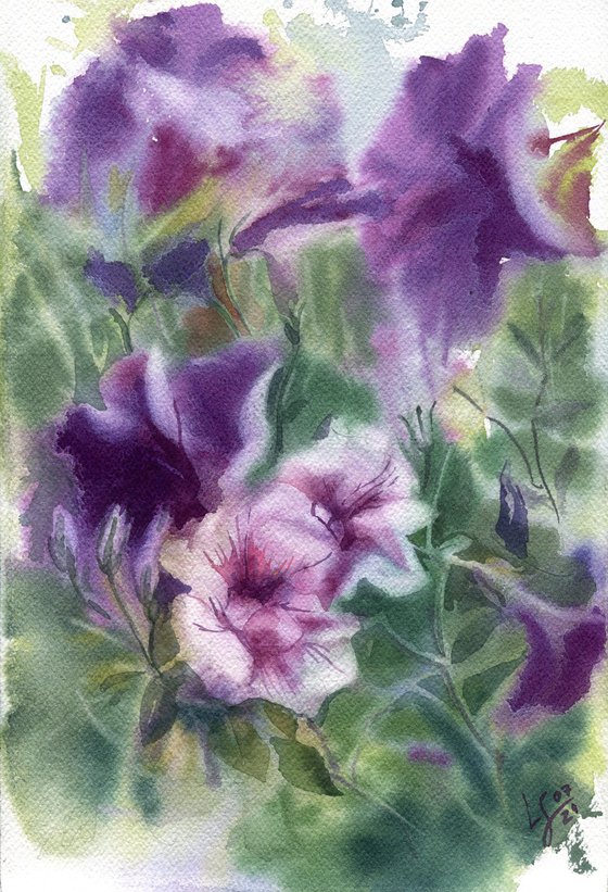 Petunia, watercolor study