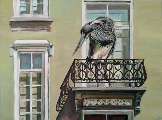 Grey Heron In Balcony