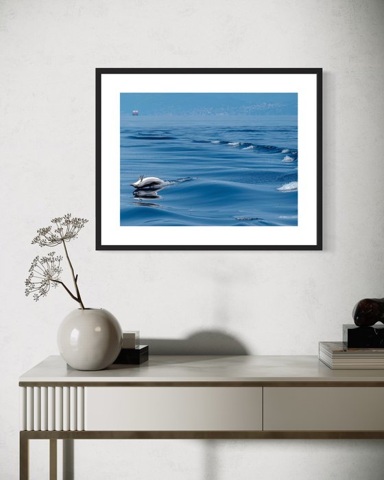 DOLPHIN LIFE