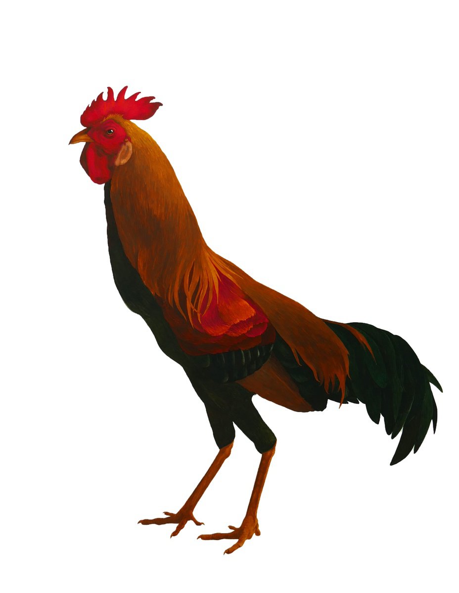 Illustrative Animal Watercolour By Karina Danylchuk, 20 X 26", Ukrainian Rooster, Original Artwork