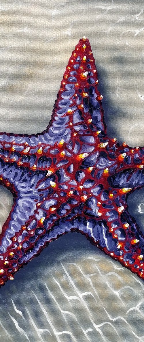 Starfish by Anna Shabalova