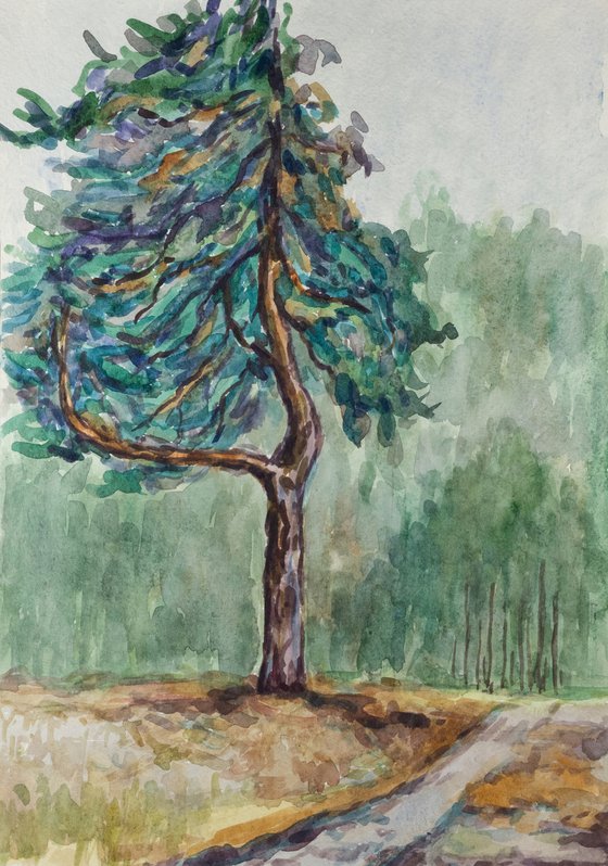 Strange pine tree