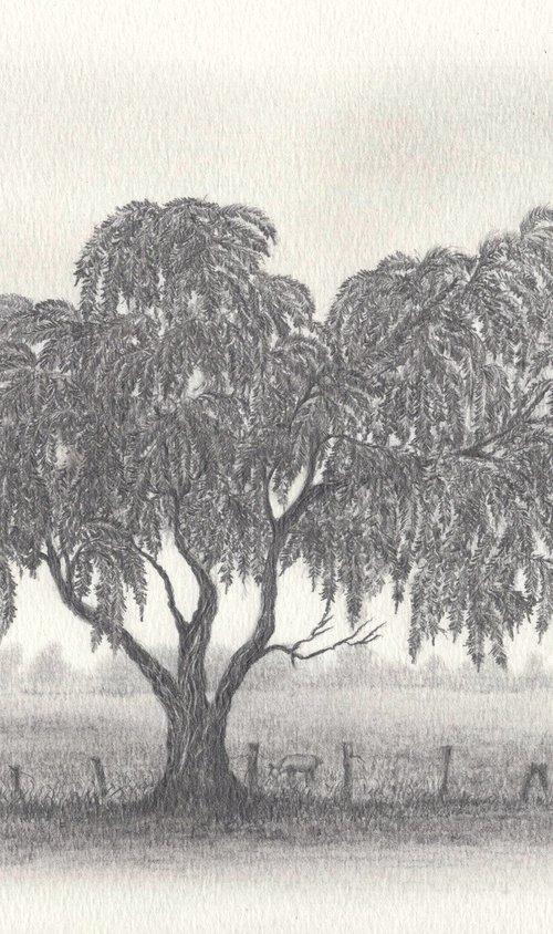 Weeping Bottlebrush Tree by Shweta  Mahajan