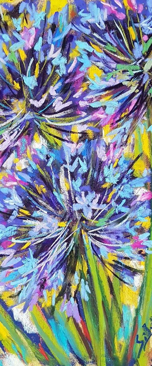 Agapanthus by Silvia Flores Vitiello