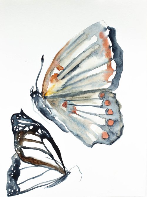 Butterfly Study by Elizabeth Becker