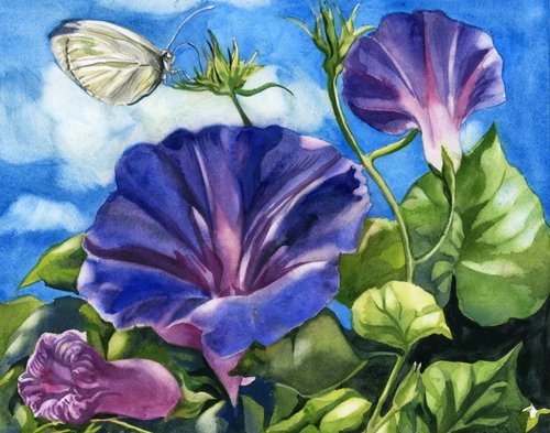 morning glory with butterfly by Alfred  Ng