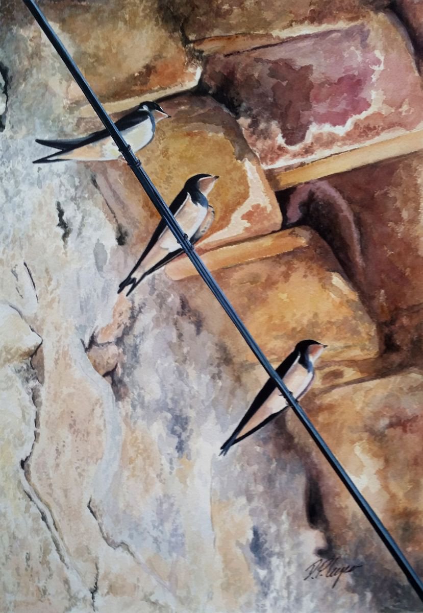 In the shade - swallows by D. P. Cooper