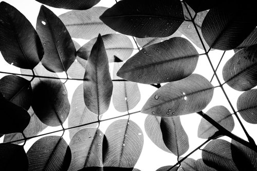 Experiments with Leaves I | Limited Edition Fine Art Print 1 of 10 | 45 x 30 cm by Tal Paz-Fridman