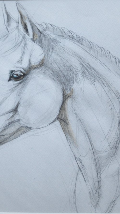 Horse portrait by Alison Brodie