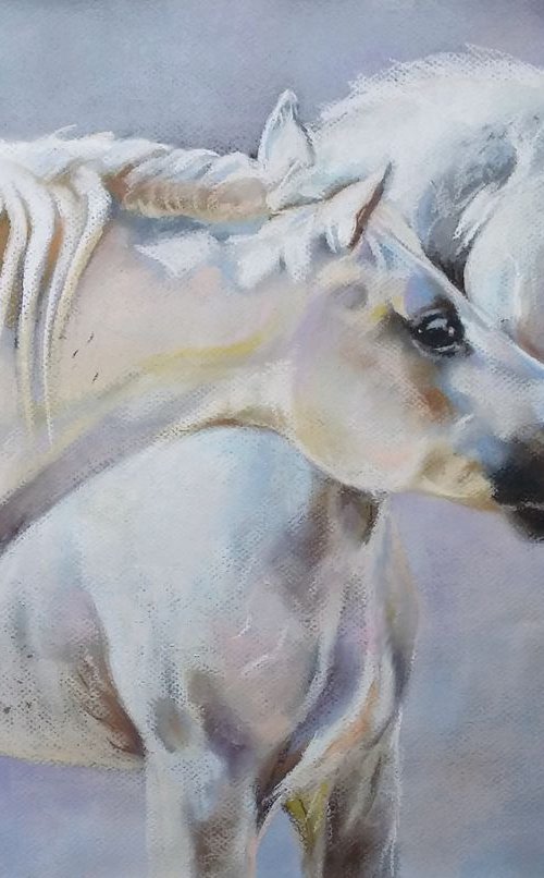 White arabian horses by Magdalena Palega