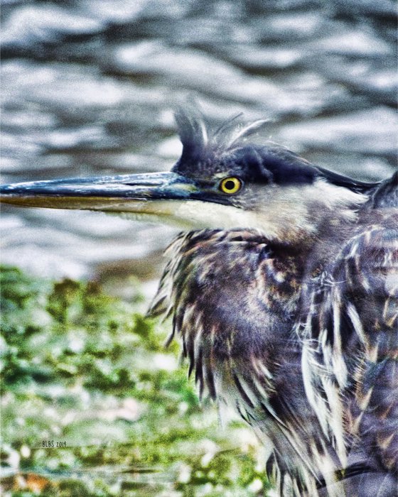 Windblown Blue Heron