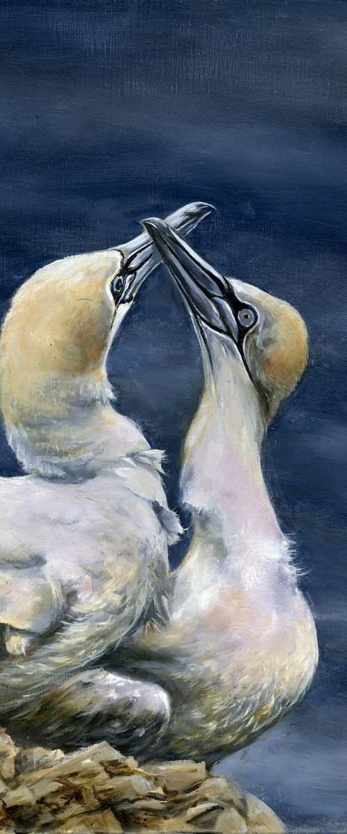 Gannets by Una Hurst