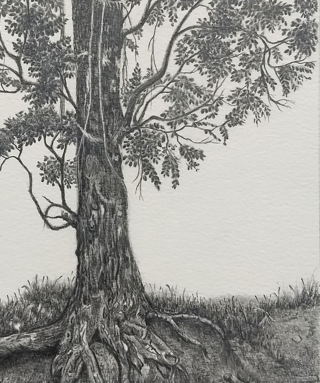 Indian Mahogany Tree Graphite Drawing | Artfinder