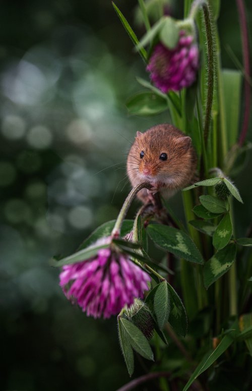 Harvest Mouse in the clover by Paul Nash