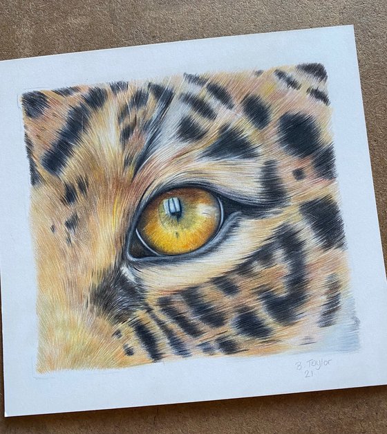 Jaguar eye study