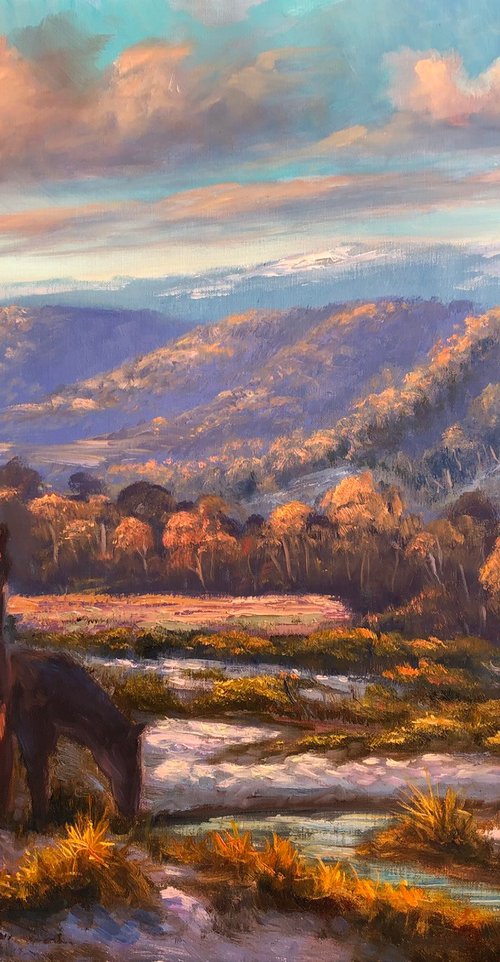 Brumbies on the Snowy Mountains by Christopher Vidal