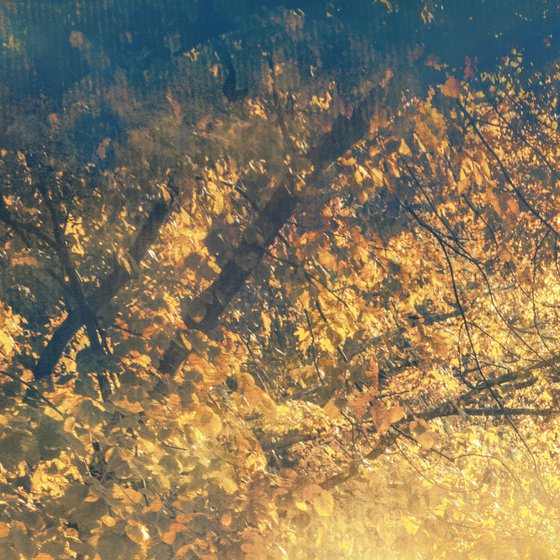 In the sunny forest.