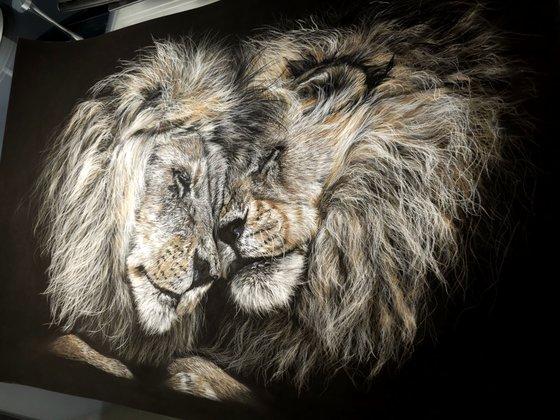 ,,Brothers'' Lions realism wild animals pastel on pastelmat