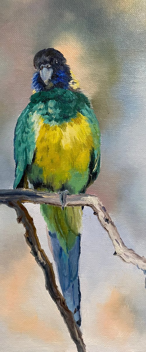 Green Indian parrot by Elvira Sultanova
