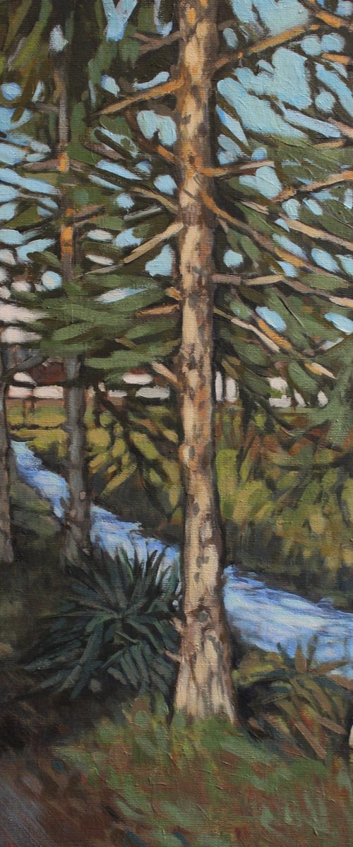 Pine trees by the stream by Joanna Plenzler