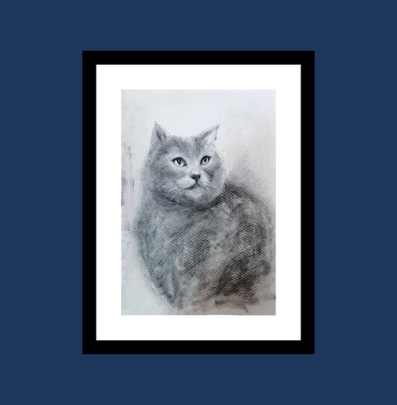 Pet portrait of a grey cat