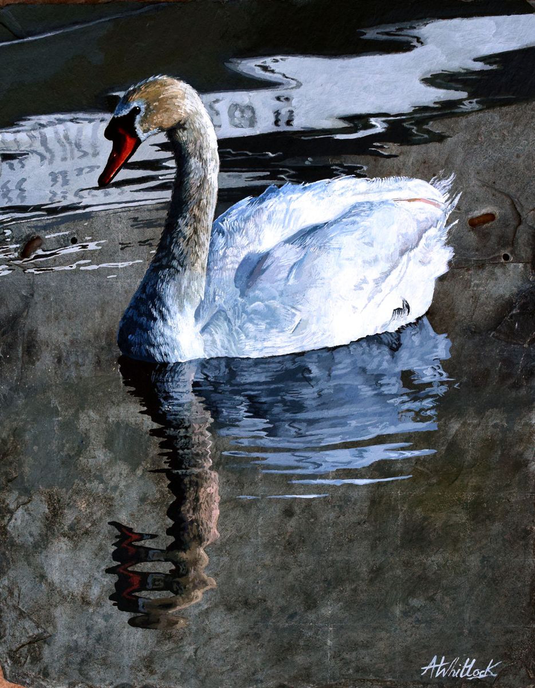 Swan 2018 Acrylic Painting By Abi Whitlock Artfinder