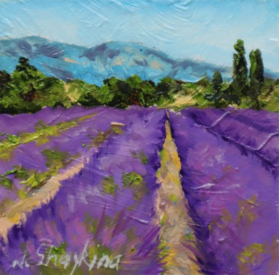 Lavender Fields Scene