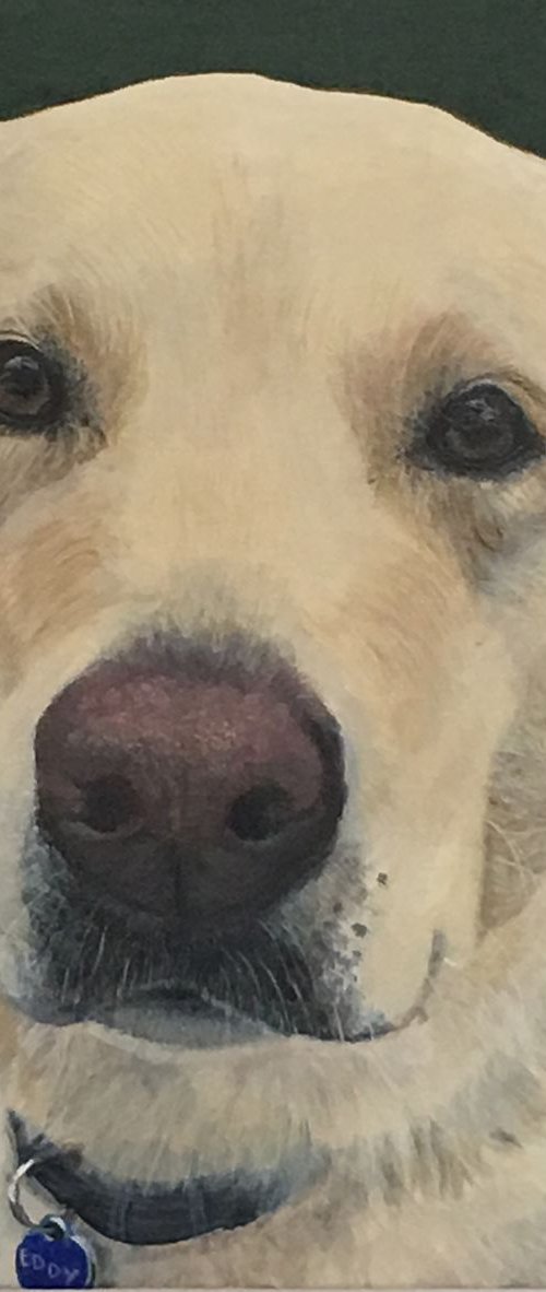 EDDY THE LABRADOR by ELAINE ASKEW