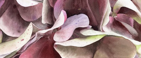 Rhapsody in Petal and Hue