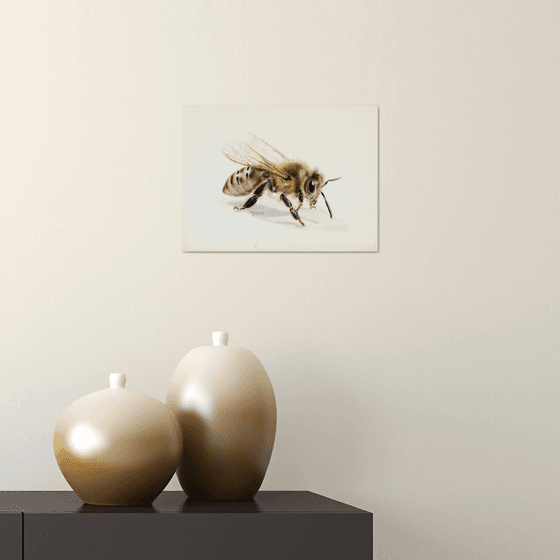 Honeybee/Insect Series