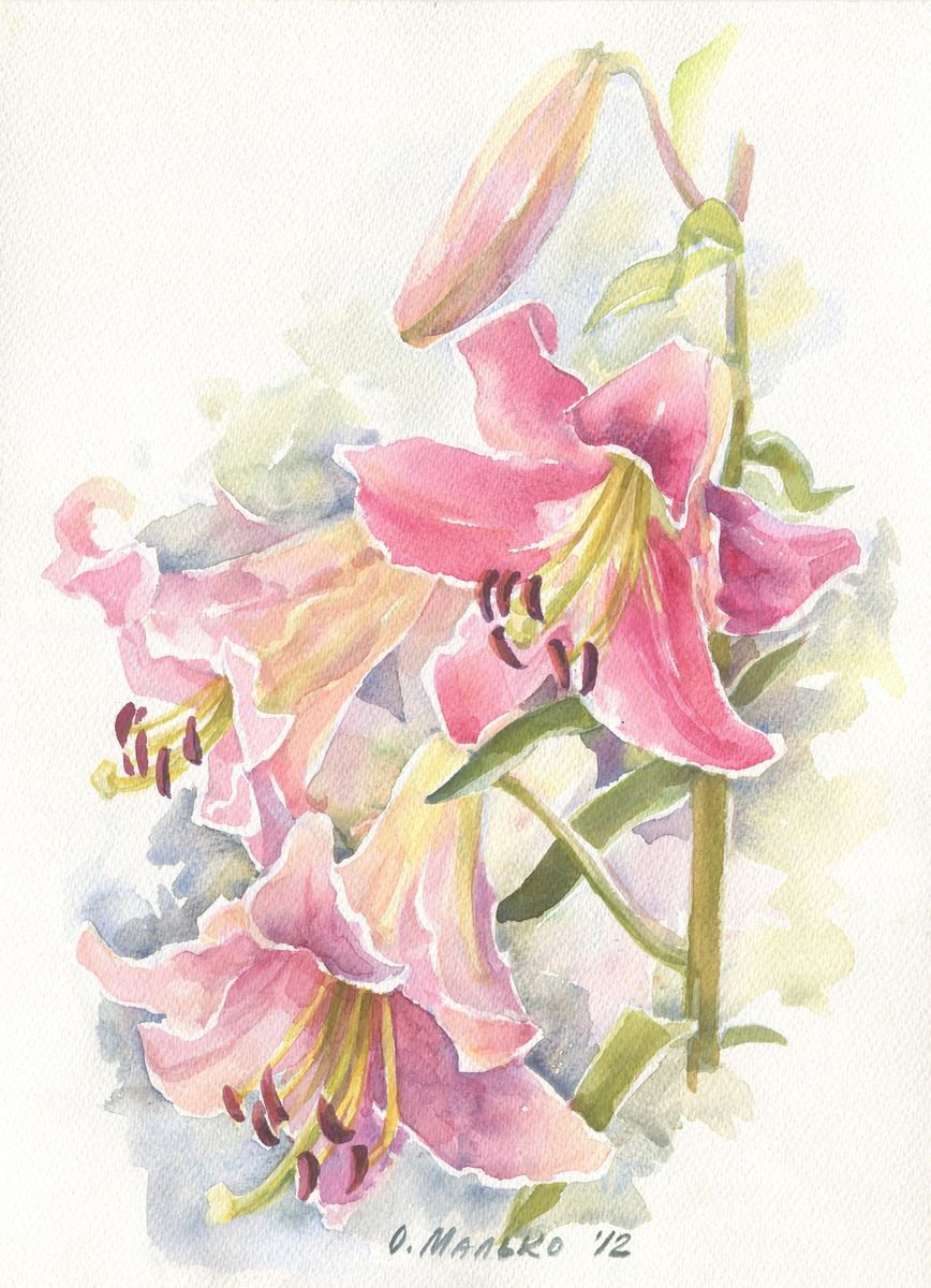 Pink lily Floral watercolor Summer flowers Garden lilies by Olha Malko