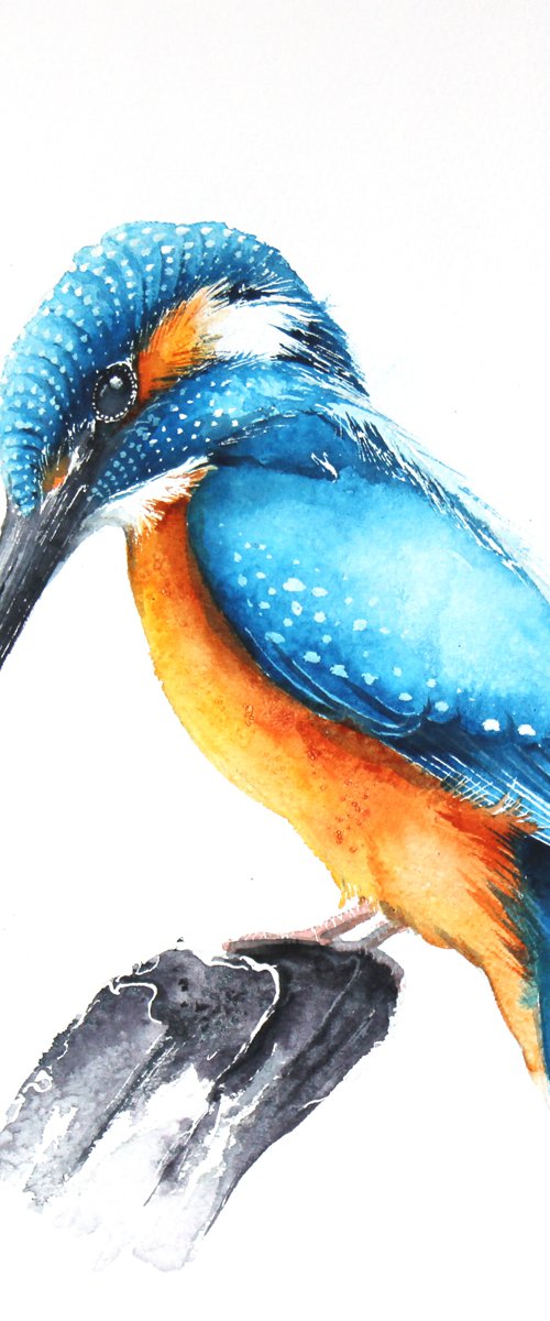 Kingfisher, 30x30cm, watercolour painting by Karolina Kijak