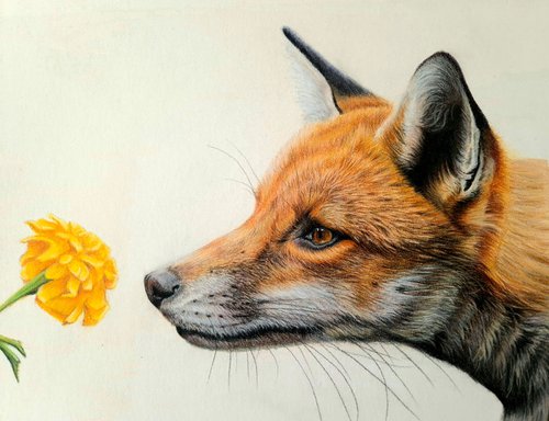 Red Fox Portrait 'Curiosity' by Silvia Frei
