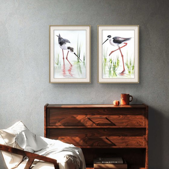 A pair of Black-necked stilt