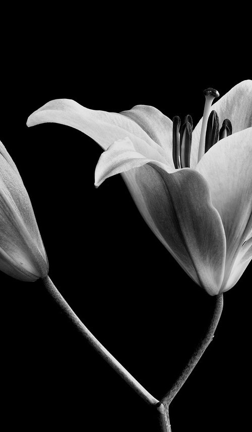 Lilies in Black and White by Nadia Culph