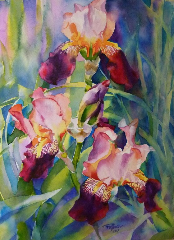 Pink irises#2
