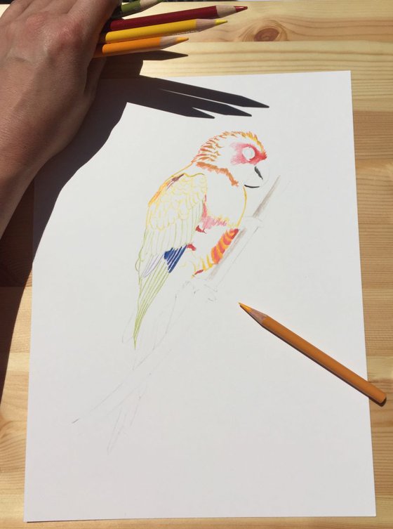 Sun Parrot