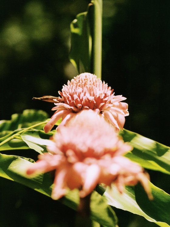 Wild Ginger, Limited Edition C-type print