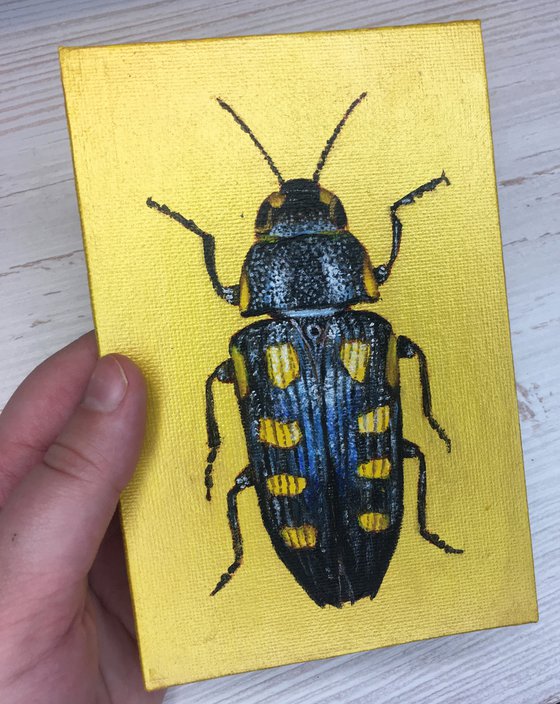 BUPRESTIS OCTOGUTTATA LINNAEUS - Golden collection of beetles