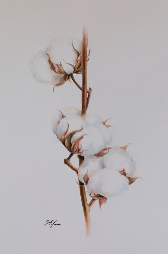 Cotton flowers