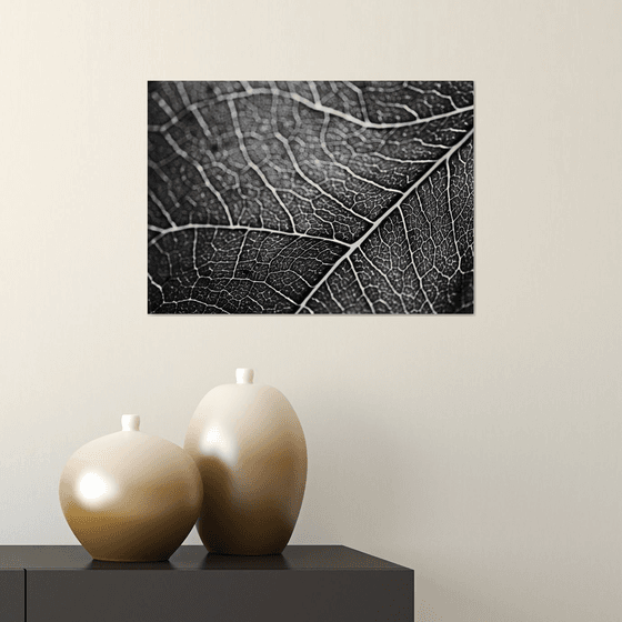 Leaf Veins IV