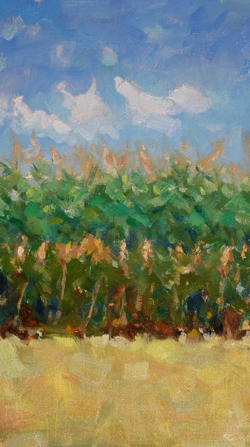 Field of corn with dancing clouds by Gav Banns