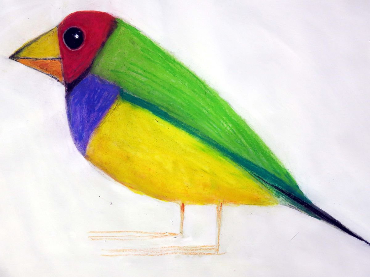 Bird - Gould finch by John Graham