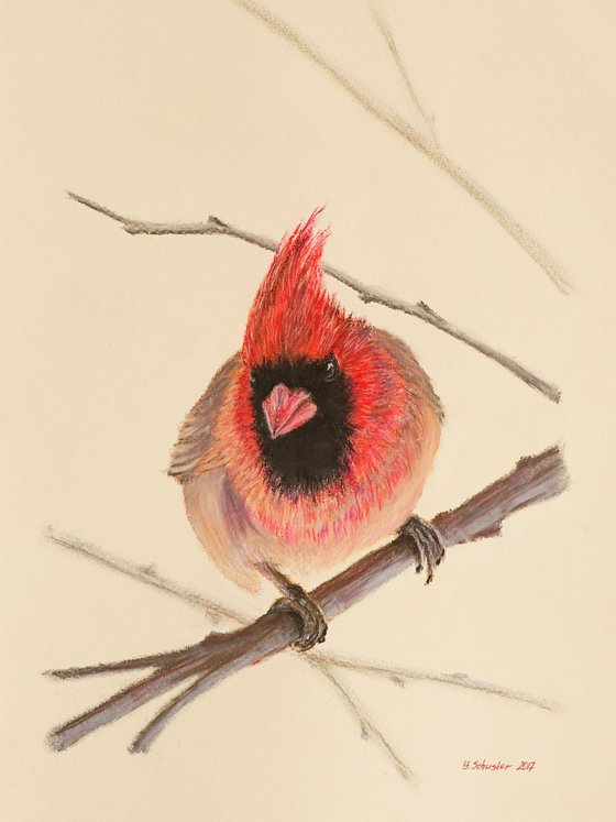 Red Bird, The Northern Cardinal Male