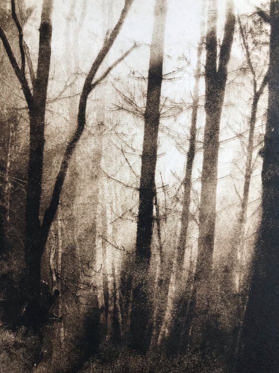 The Waking Woods