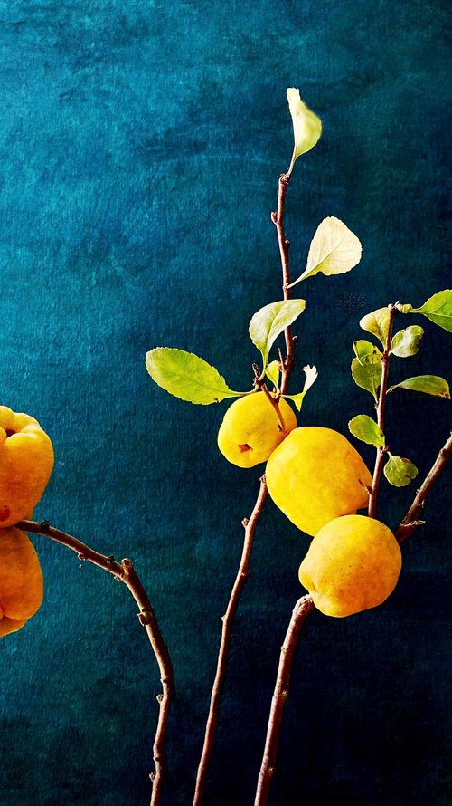 JAPONICA FRUIT by SARAH PARSONS