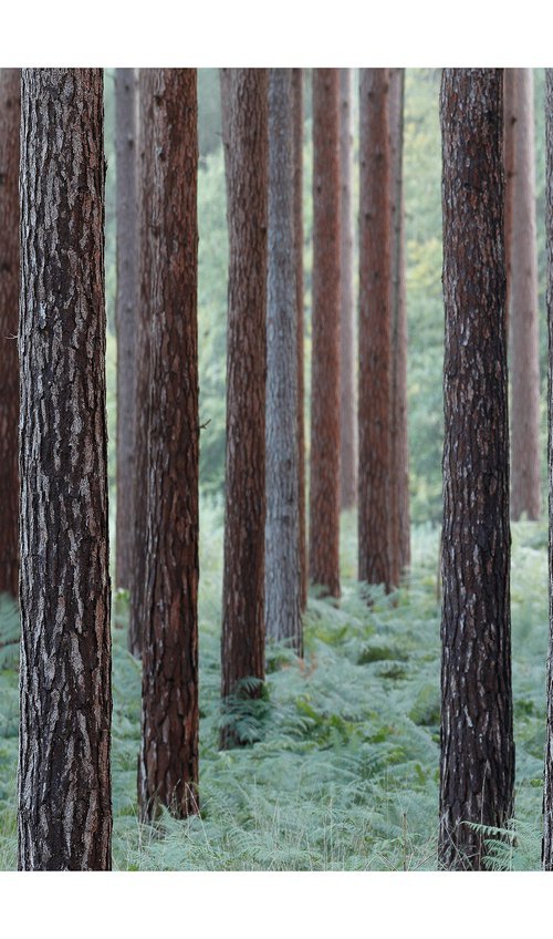 August Pines by David Baker