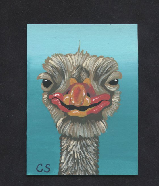 ACEO ATC Original Miniature Painting Ostrich Bird Wildlife Art-Carla Smale