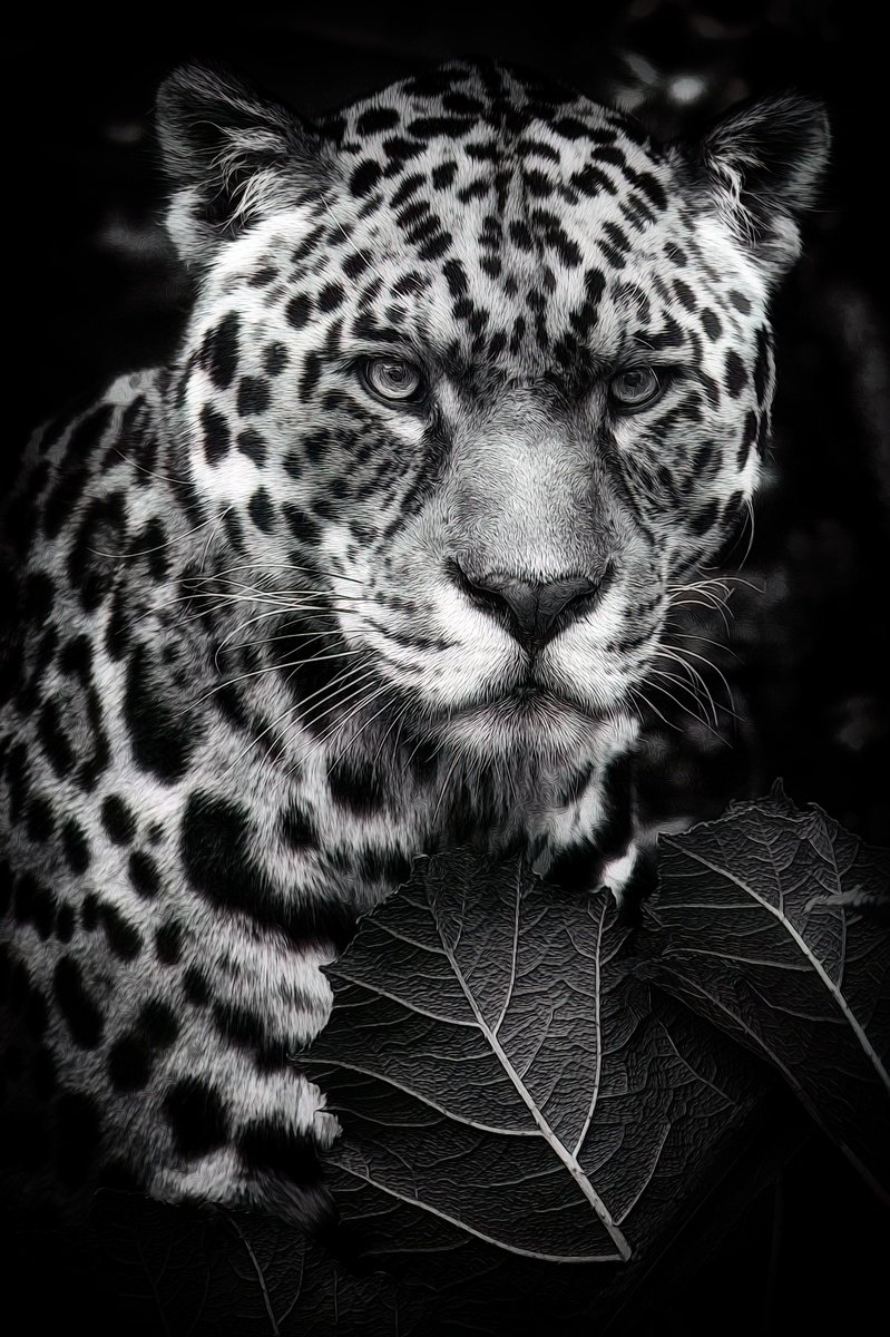 Animal Photograph By Paul Nash, 16 X 24", Jaguar Hiding, Original Artwork